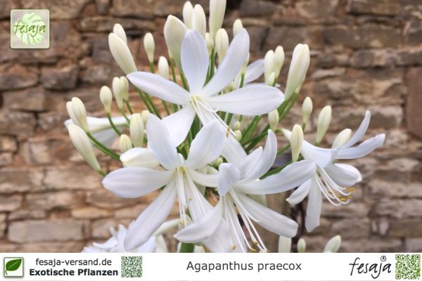 Agapanthus praecox weiß Pflanze