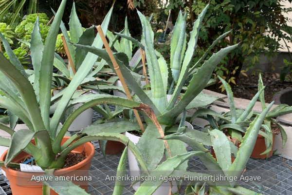 Agave americana, Amerikanische Agave, Hundertjährige Agave, Century-Plant, Pflanzen