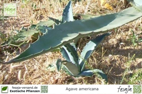 Agave americana, Amerikanische Agave, Hundertjährige Agave, Century-Plant, Pflanzen