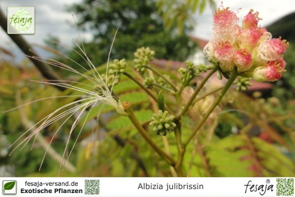 Albizia julibrissin Pflanzen