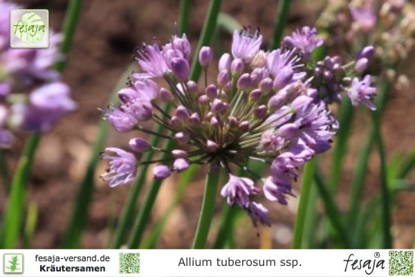 Rosa Schnittknoblauch, Allium tuberosum