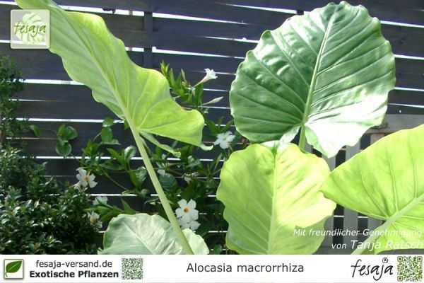 Alocasia macrorrhiza, Elefantenohr, Alokasie, Riesenblättriges Pfeilblatt, Riesen-Taro, Pflanzen