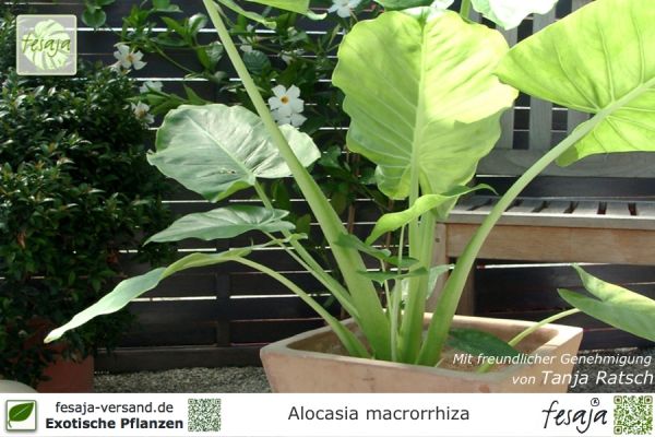 Alocasia macrorrhiza, Elefantenohr, Alokasie, Riesenblättriges Pfeilblatt, Riesen-Taro, Pflanzen