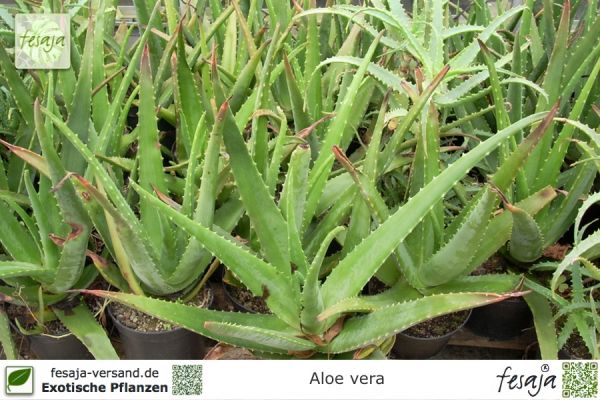 Aloe vera Pflanzen