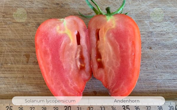 Tomate Andenhorn