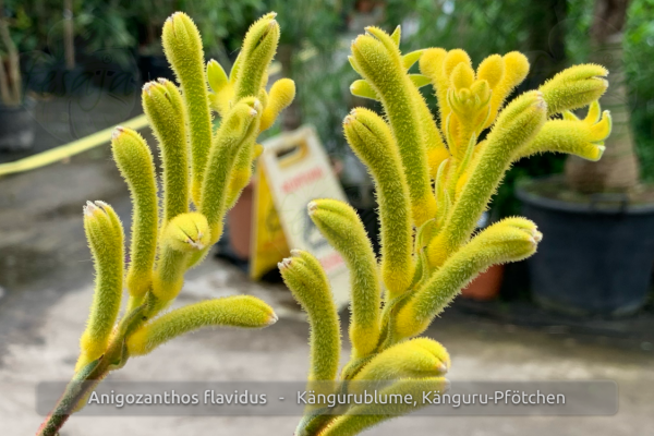 Anigozanthos flavidus Blüte