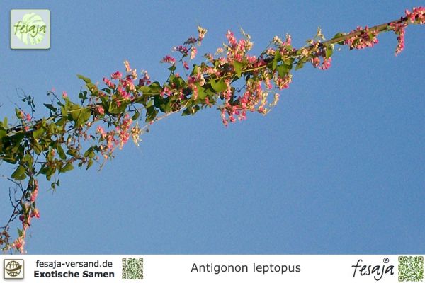 Antigonon leptopus