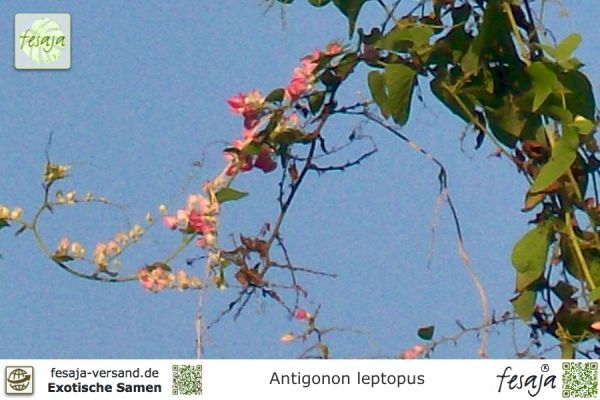 Antigonon leptopus