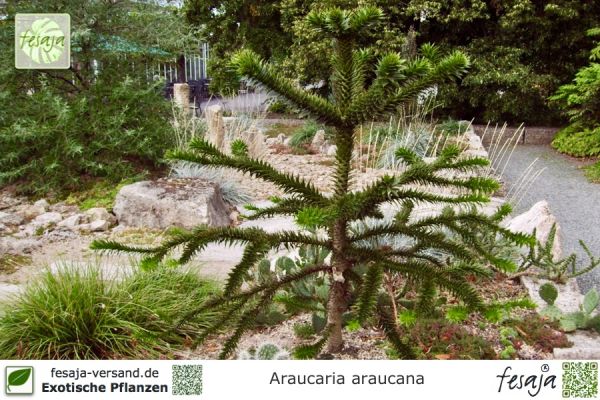 Araucaria araucana Pflanzen