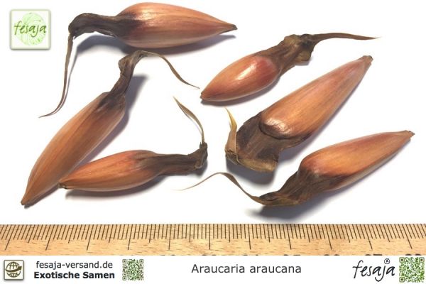 Araucaria araucana, Samen, Chilenische Araukarie, Affenschwanzbaum, Andentanne, Chilenische Schmucktanne, Chiletanne, Schlangenbaum, Schuppentanne,