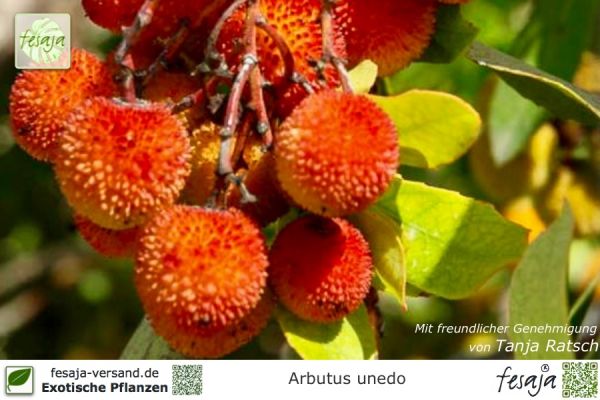 Arbutus unedo Pflanzen