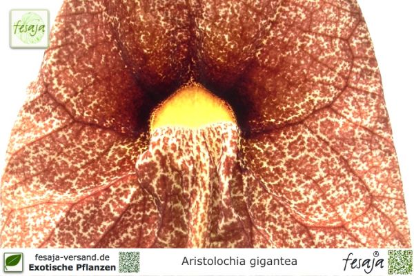 Aristolochia gigantea Pflanzen