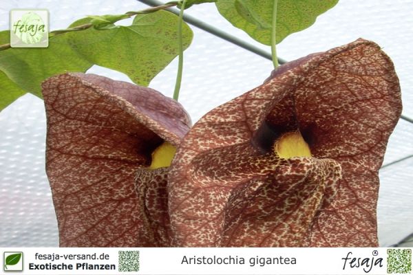 Aristolochia gigantea Pflanzen