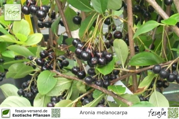 Aronia melanocarpa Pflanzen