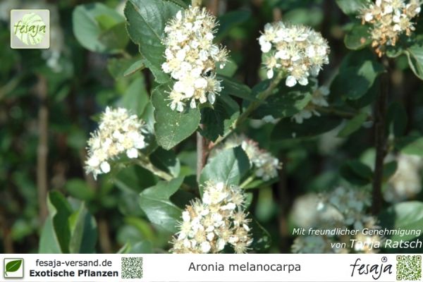 Aronia melanocarpa Pflanzen