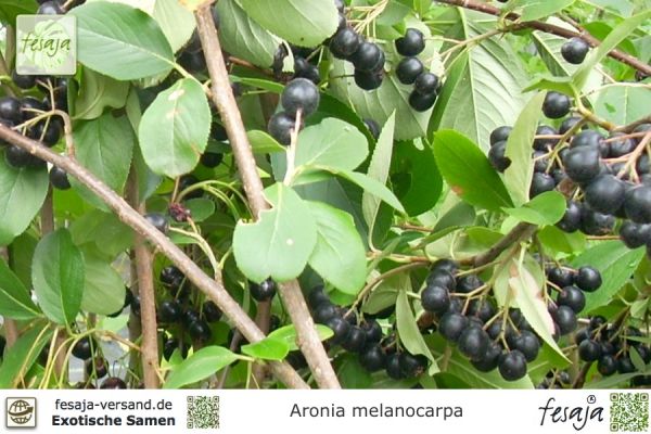 Aronia melanocarpa