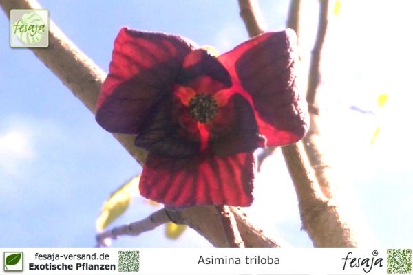 Asimina triloba Pflanze