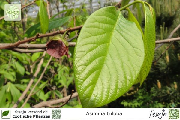 Asimina triloba Pflanze