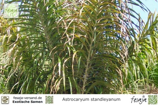 Astrocaryum standleyanum