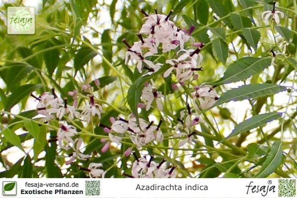 Azadirachta indica Pflanzen