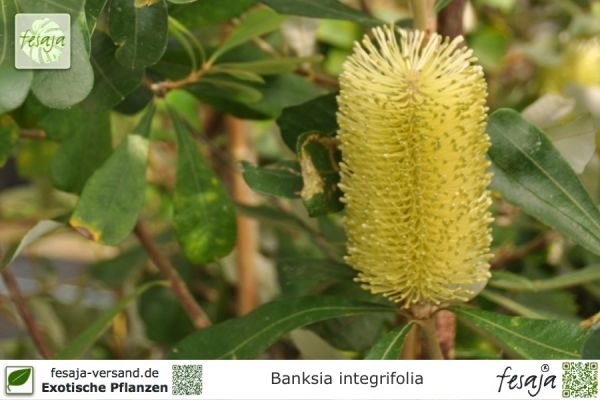 Banksia integrifolia Pflanzen