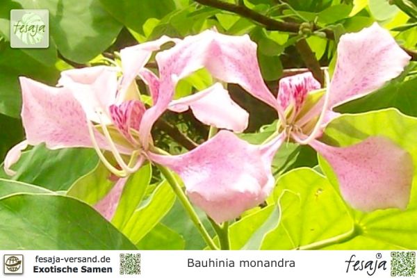 Bauhinia monandra