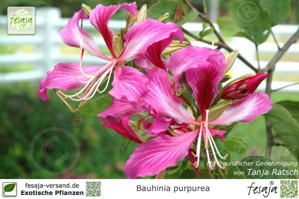 Bauhinia purpurea Pflanzen