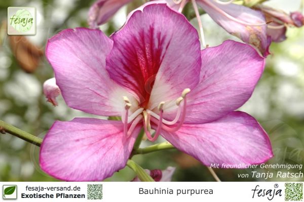 Bauhinia purpurea Pflanzen