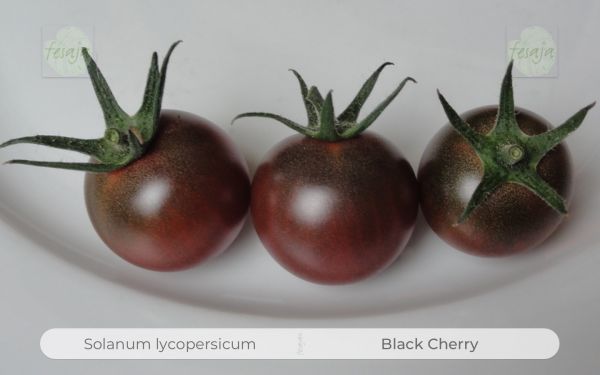 10   schwarze Tomaten Tiefschwarz Samen RARITÄT Sämereien Tomaten  samen