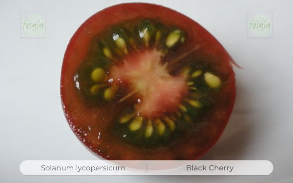 Tomate Black Cherry