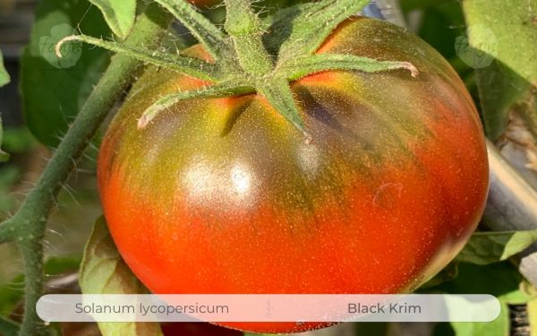 Tomate Black Krim