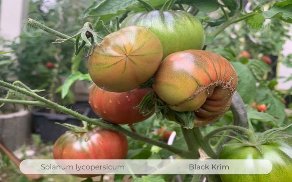 Tomate Black Krim