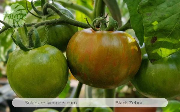 Tomate Black Zebra