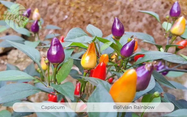 Bolivian Rainbow, Capsicum, Chili