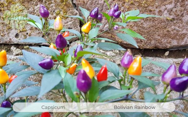Bolivian Rainbow, Capsicum, Chili