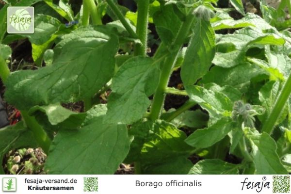 Borago officinalis