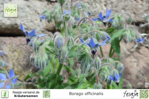 Borago officinalis