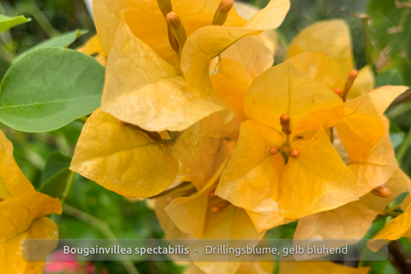 Bougainvillea spectabilis, Drillingsblume, gelb blühend, Pflanzen
