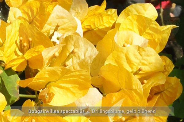 Bougainvillea spectabilis, Drillingsblume, gelb blühend, Pflanzen