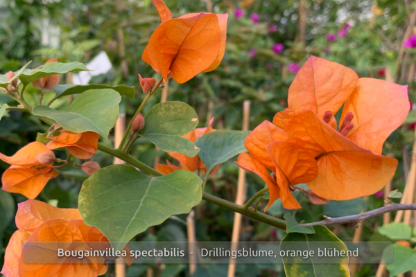 Bougainvillea spectabilis, Drillingsblume, orange blühend, Pflanzen