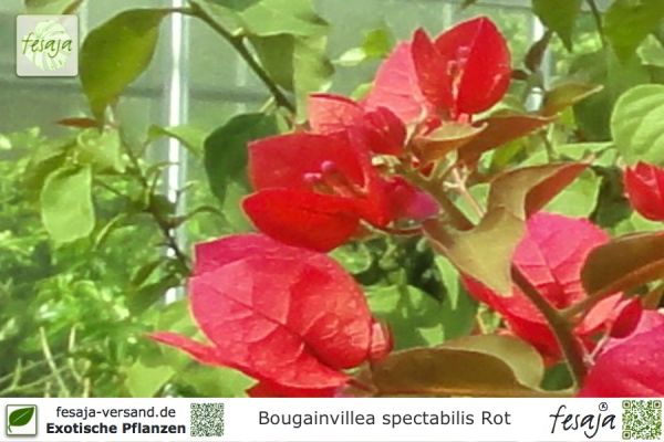 Bougainvillea spectabilis rot Pflanzen