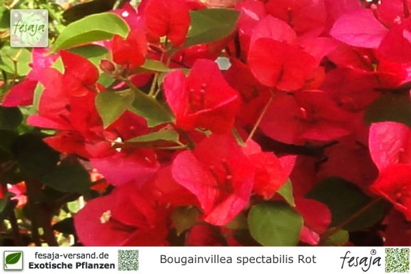 Bougainvillea spectabilis rot Pflanzen