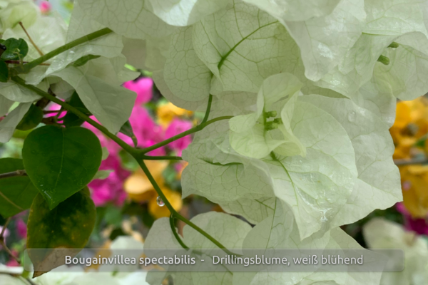 Bougainvillea spectabilis, Drillingsblume, weiss blühend, Pflanzen
