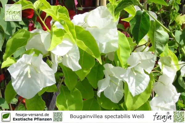 Bougainvillea spectabilis, Drillingsblume, weiss blühend, Pflanzen