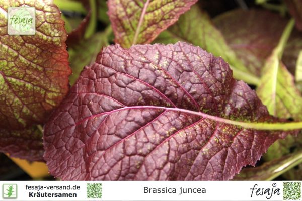 Brassica juncea