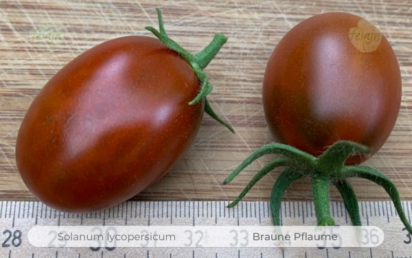Tomate Braune Pflaume