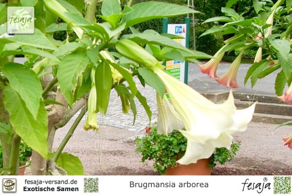 Brugmansia arborea