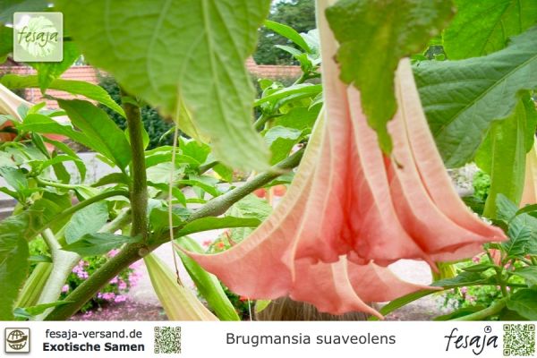 Brugmansia suaveolens