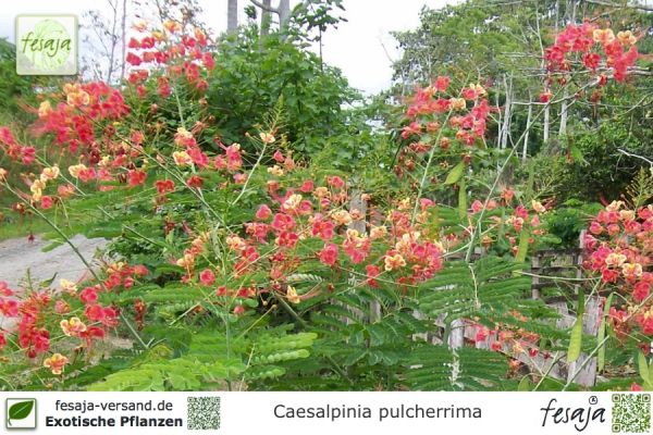 Caesalpinia pulcherrima Pflanzen