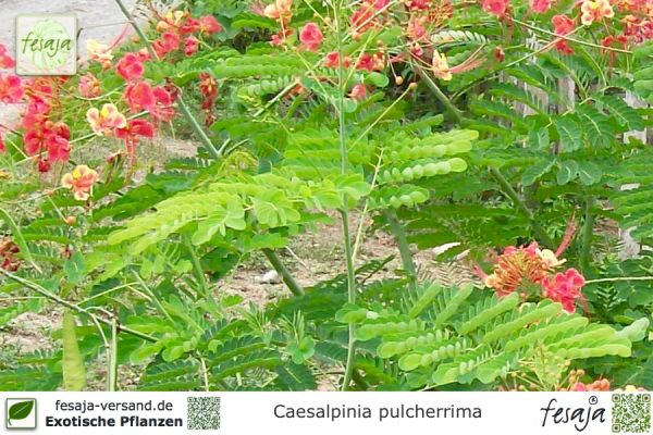 Caesalpinia pulcherrima Pflanzen